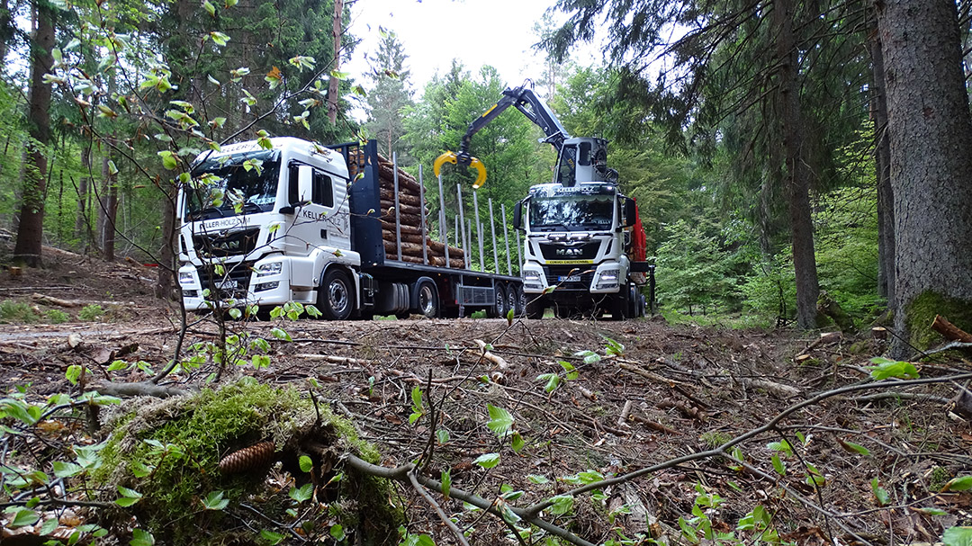 Ladungssicherung unterstützt ausgefeilte Logistik in der Holzverarbeitung